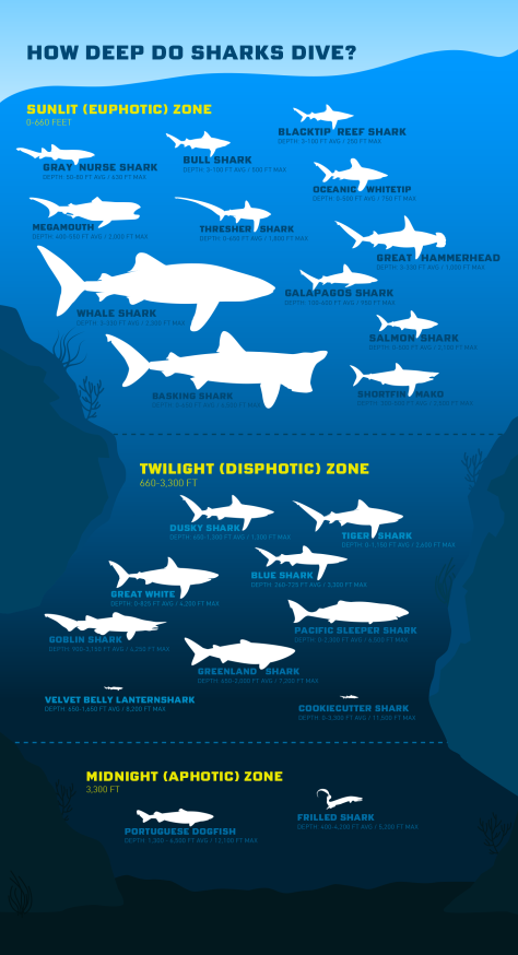 shark-depths3